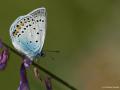 Polyommatus amandus (Çokgözlü Amanda)